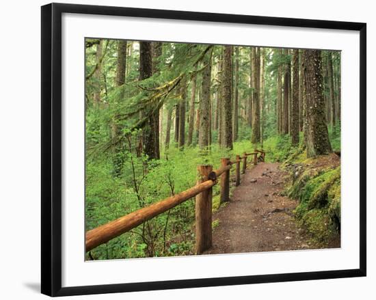 Rainforest with Trail, Sol Duc Valley, Olympic National Park, Washington, USA-Jamie & Judy Wild-Framed Photographic Print