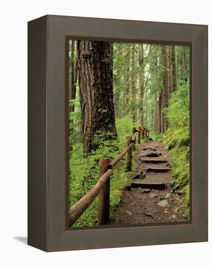 Rainforest with Trail, Sol Duc Valley, Olympic National Park, Washington, USA-Jamie & Judy Wild-Framed Premier Image Canvas