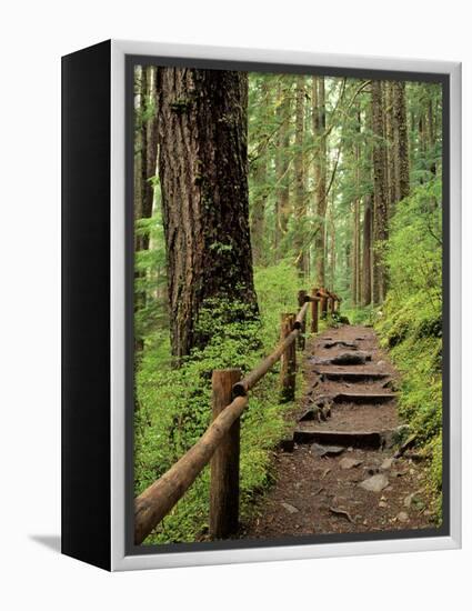 Rainforest with Trail, Sol Duc Valley, Olympic National Park, Washington, USA-Jamie & Judy Wild-Framed Premier Image Canvas