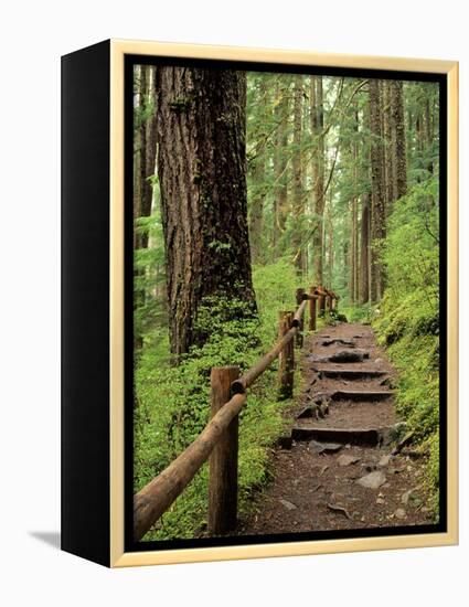 Rainforest with Trail, Sol Duc Valley, Olympic National Park, Washington, USA-Jamie & Judy Wild-Framed Premier Image Canvas