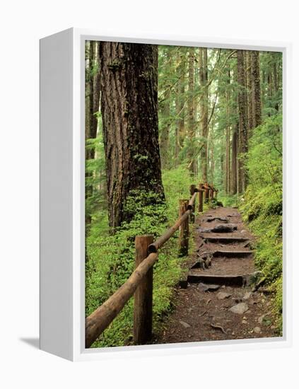 Rainforest with Trail, Sol Duc Valley, Olympic National Park, Washington, USA-Jamie & Judy Wild-Framed Premier Image Canvas