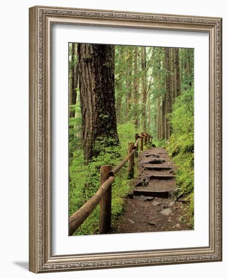 Rainforest with Trail, Sol Duc Valley, Olympic National Park, Washington, USA-Jamie & Judy Wild-Framed Photographic Print