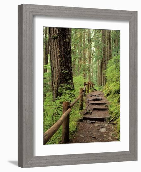 Rainforest with Trail, Sol Duc Valley, Olympic National Park, Washington, USA-Jamie & Judy Wild-Framed Photographic Print