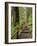 Rainforest with Trail, Sol Duc Valley, Olympic National Park, Washington, USA-Jamie & Judy Wild-Framed Photographic Print