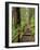 Rainforest with Trail, Sol Duc Valley, Olympic National Park, Washington, USA-Jamie & Judy Wild-Framed Photographic Print