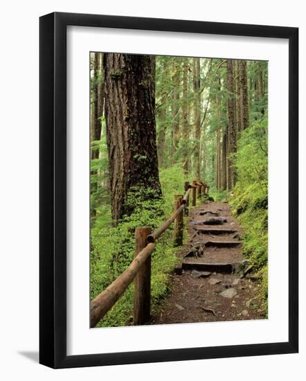 Rainforest with Trail, Sol Duc Valley, Olympic National Park, Washington, USA-Jamie & Judy Wild-Framed Photographic Print