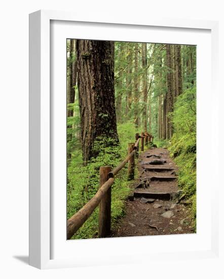 Rainforest with Trail, Sol Duc Valley, Olympic National Park, Washington, USA-Jamie & Judy Wild-Framed Photographic Print