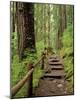 Rainforest with Trail, Sol Duc Valley, Olympic National Park, Washington, USA-Jamie & Judy Wild-Mounted Photographic Print