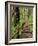 Rainforest with Trail, Sol Duc Valley, Olympic National Park, Washington, USA-Jamie & Judy Wild-Framed Photographic Print