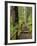 Rainforest with Trail, Sol Duc Valley, Olympic National Park, Washington, USA-Jamie & Judy Wild-Framed Photographic Print