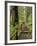 Rainforest with Trail, Sol Duc Valley, Olympic National Park, Washington, USA-Jamie & Judy Wild-Framed Photographic Print