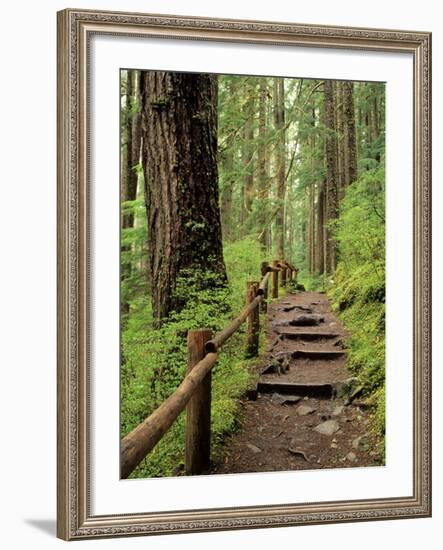 Rainforest with Trail, Sol Duc Valley, Olympic National Park, Washington, USA-Jamie & Judy Wild-Framed Photographic Print