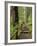 Rainforest with Trail, Sol Duc Valley, Olympic National Park, Washington, USA-Jamie & Judy Wild-Framed Photographic Print