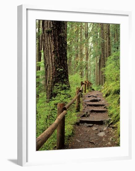 Rainforest with Trail, Sol Duc Valley, Olympic National Park, Washington, USA-Jamie & Judy Wild-Framed Photographic Print