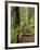 Rainforest with Trail, Sol Duc Valley, Olympic National Park, Washington, USA-Jamie & Judy Wild-Framed Photographic Print