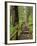 Rainforest with Trail, Sol Duc Valley, Olympic National Park, Washington, USA-Jamie & Judy Wild-Framed Photographic Print