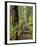 Rainforest with Trail, Sol Duc Valley, Olympic National Park, Washington, USA-Jamie & Judy Wild-Framed Photographic Print