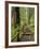 Rainforest with Trail, Sol Duc Valley, Olympic National Park, Washington, USA-Jamie & Judy Wild-Framed Photographic Print