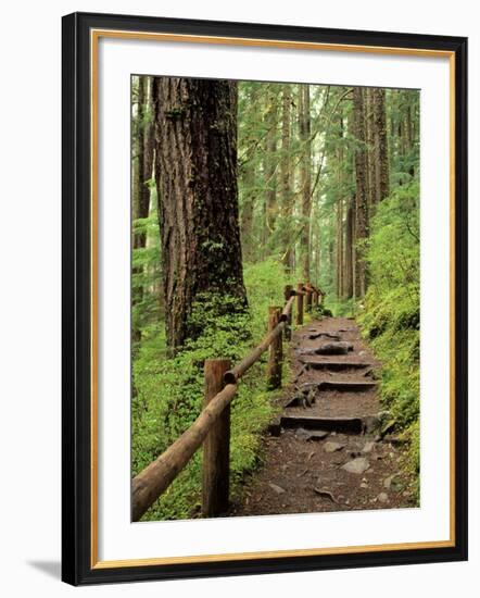 Rainforest with Trail, Sol Duc Valley, Olympic National Park, Washington, USA-Jamie & Judy Wild-Framed Photographic Print