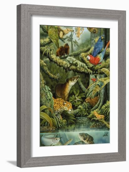 Rainforest-Tim Knepp-Framed Giclee Print