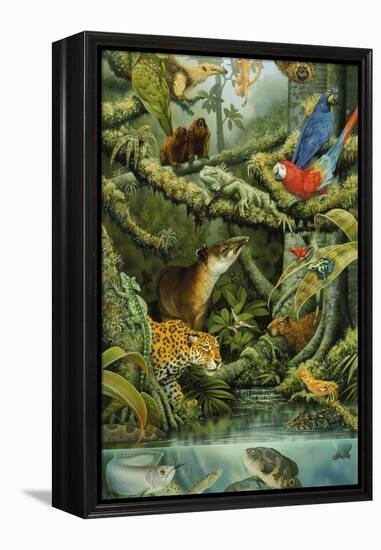 Rainforest-Tim Knepp-Framed Premier Image Canvas