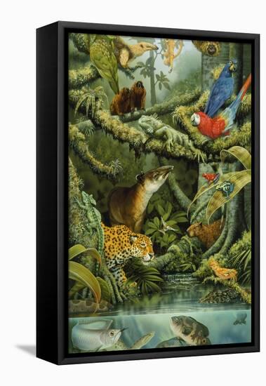 Rainforest-Tim Knepp-Framed Premier Image Canvas