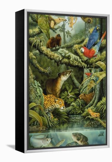 Rainforest-Tim Knepp-Framed Premier Image Canvas