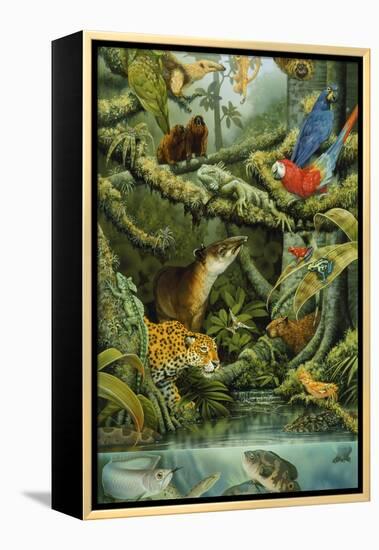 Rainforest-Tim Knepp-Framed Premier Image Canvas