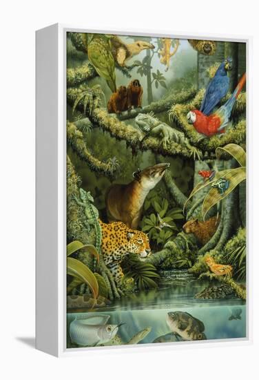 Rainforest-Tim Knepp-Framed Premier Image Canvas