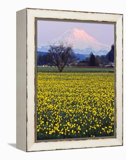 Rainier in Pink Twilight, Daffodil Field under Mt, Puyallup, Washington, Usa-Charles Crust-Framed Premier Image Canvas