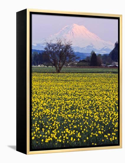 Rainier in Pink Twilight, Daffodil Field under Mt, Puyallup, Washington, Usa-Charles Crust-Framed Premier Image Canvas