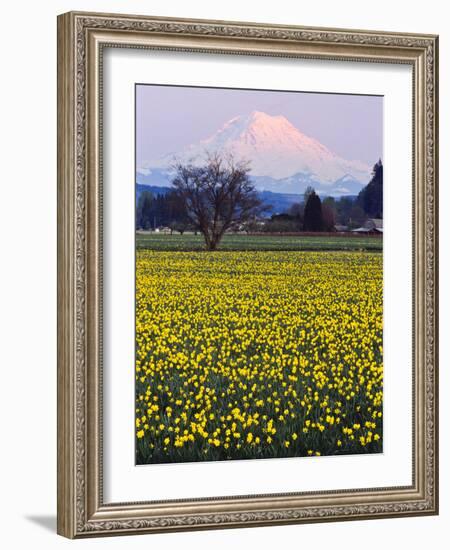 Rainier in Pink Twilight, Daffodil Field under Mt, Puyallup, Washington, Usa-Charles Crust-Framed Photographic Print