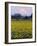 Rainier in Pink Twilight, Daffodil Field under Mt, Puyallup, Washington, Usa-Charles Crust-Framed Photographic Print