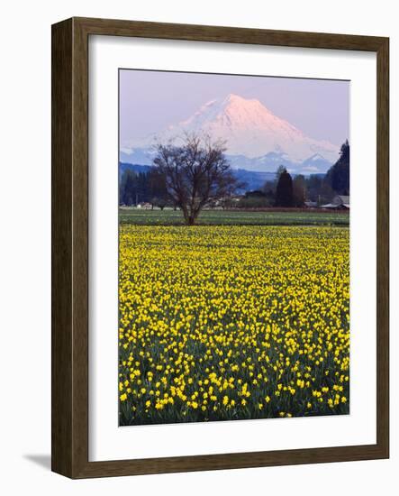 Rainier in Pink Twilight, Daffodil Field under Mt, Puyallup, Washington, Usa-Charles Crust-Framed Photographic Print