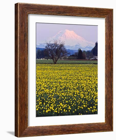 Rainier in Pink Twilight, Daffodil Field under Mt, Puyallup, Washington, Usa-Charles Crust-Framed Photographic Print