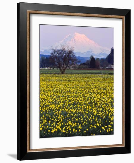 Rainier in Pink Twilight, Daffodil Field under Mt, Puyallup, Washington, Usa-Charles Crust-Framed Photographic Print