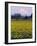 Rainier in Pink Twilight, Daffodil Field under Mt, Puyallup, Washington, Usa-Charles Crust-Framed Photographic Print