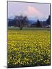 Rainier in Pink Twilight, Daffodil Field under Mt, Puyallup, Washington, Usa-Charles Crust-Mounted Photographic Print