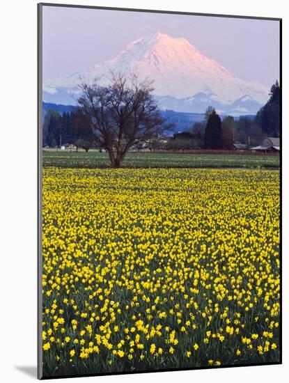 Rainier in Pink Twilight, Daffodil Field under Mt, Puyallup, Washington, Usa-Charles Crust-Mounted Photographic Print