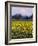 Rainier in Pink Twilight, Daffodil Field under Mt, Puyallup, Washington, Usa-Charles Crust-Framed Photographic Print