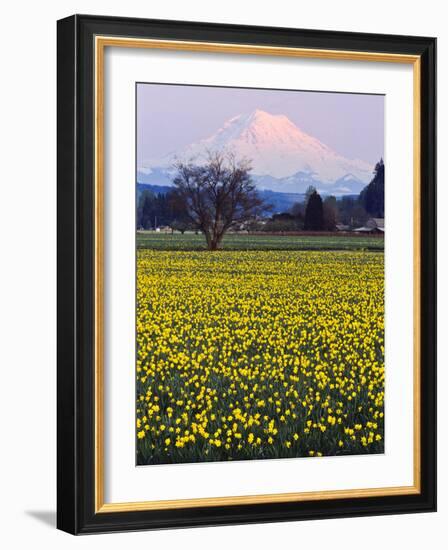 Rainier in Pink Twilight, Daffodil Field under Mt, Puyallup, Washington, Usa-Charles Crust-Framed Photographic Print