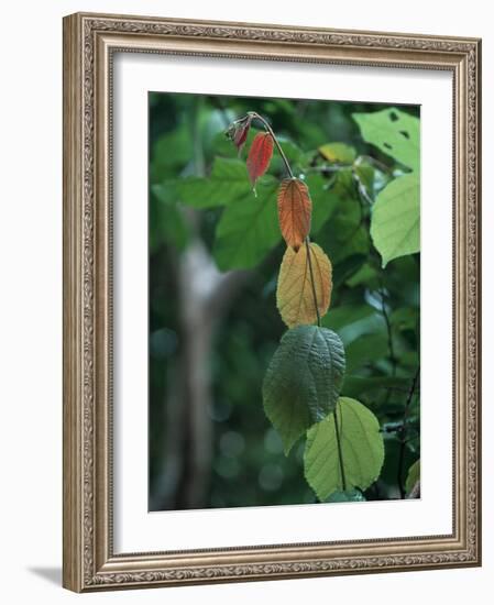 Rainy Season Vegetation, Gombe National Park, Tanzania-Kristin Mosher-Framed Photographic Print