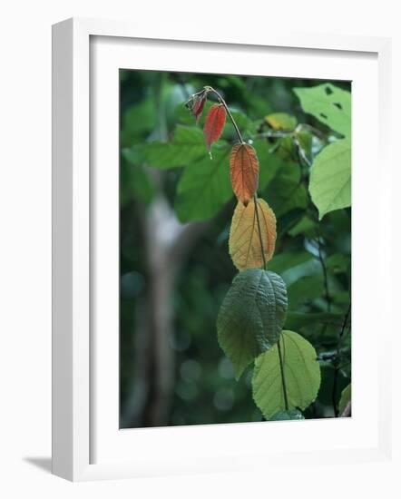 Rainy Season Vegetation, Gombe National Park, Tanzania-Kristin Mosher-Framed Photographic Print