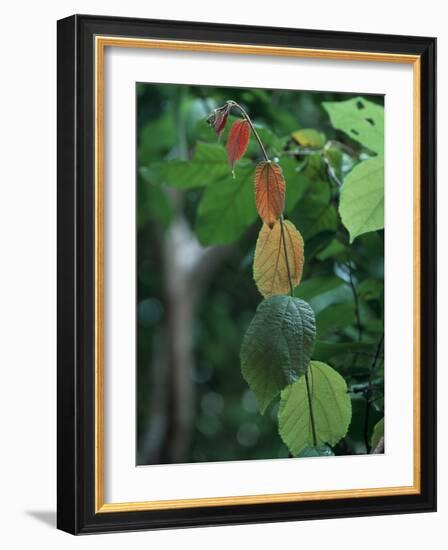 Rainy Season Vegetation, Gombe National Park, Tanzania-Kristin Mosher-Framed Photographic Print