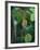 Rainy Season Vegetation, Gombe National Park, Tanzania-Kristin Mosher-Framed Photographic Print