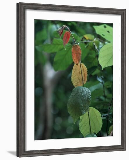 Rainy Season Vegetation, Gombe National Park, Tanzania-Kristin Mosher-Framed Photographic Print