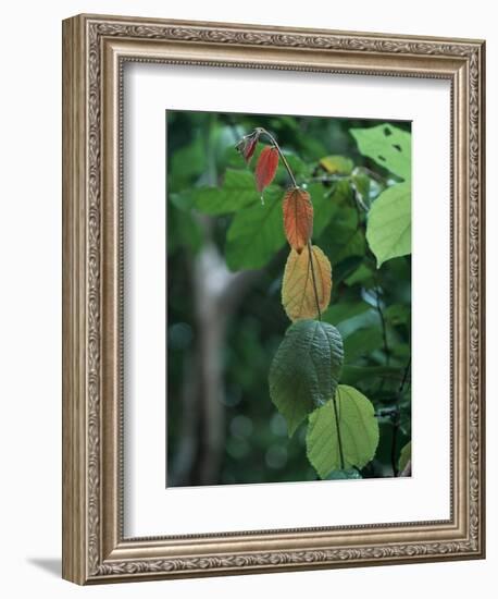 Rainy Season Vegetation, Gombe National Park, Tanzania-Kristin Mosher-Framed Photographic Print