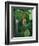 Rainy Season Vegetation, Gombe National Park, Tanzania-Kristin Mosher-Framed Photographic Print