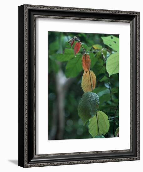 Rainy Season Vegetation, Gombe National Park, Tanzania-Kristin Mosher-Framed Photographic Print