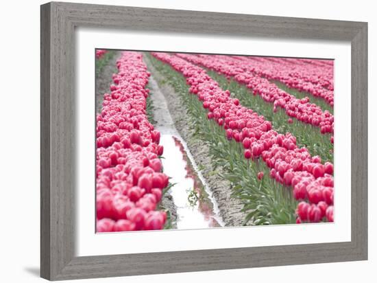 Rainy Tulip Field-Dana Styber-Framed Photographic Print